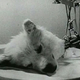 Fotograma de la película de Bryukhonenko con la cabeza de perro. Wikimedia Commons